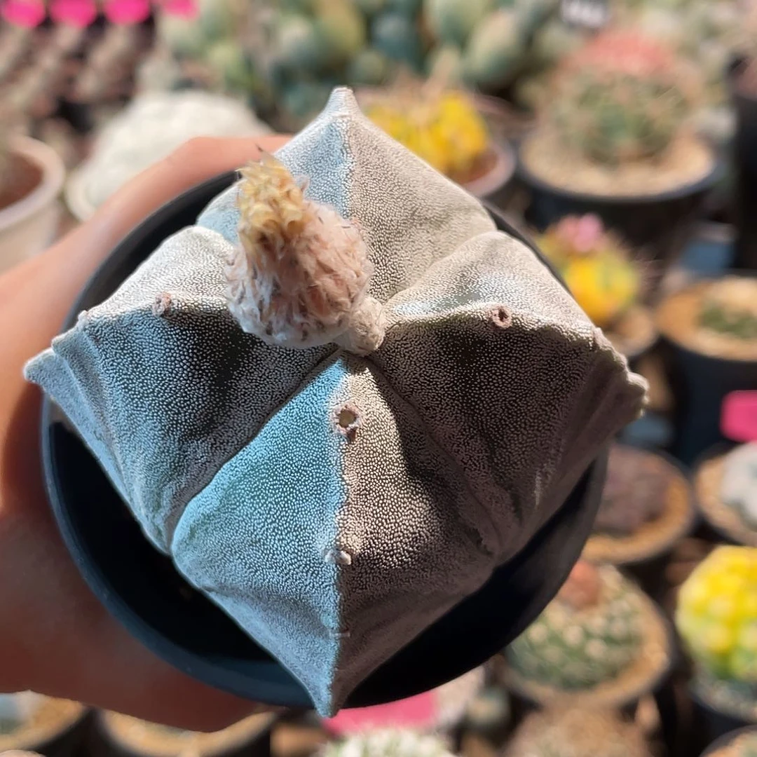 仙人球四角银沙鸾凤玉