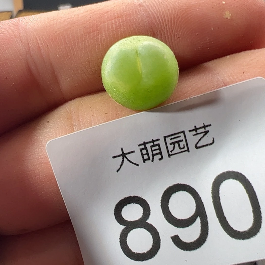 0000890 一物一拍……