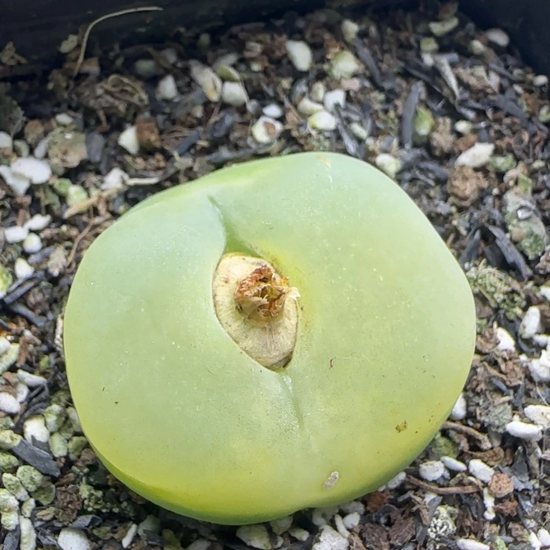 漂漂亮亮多肉植物912