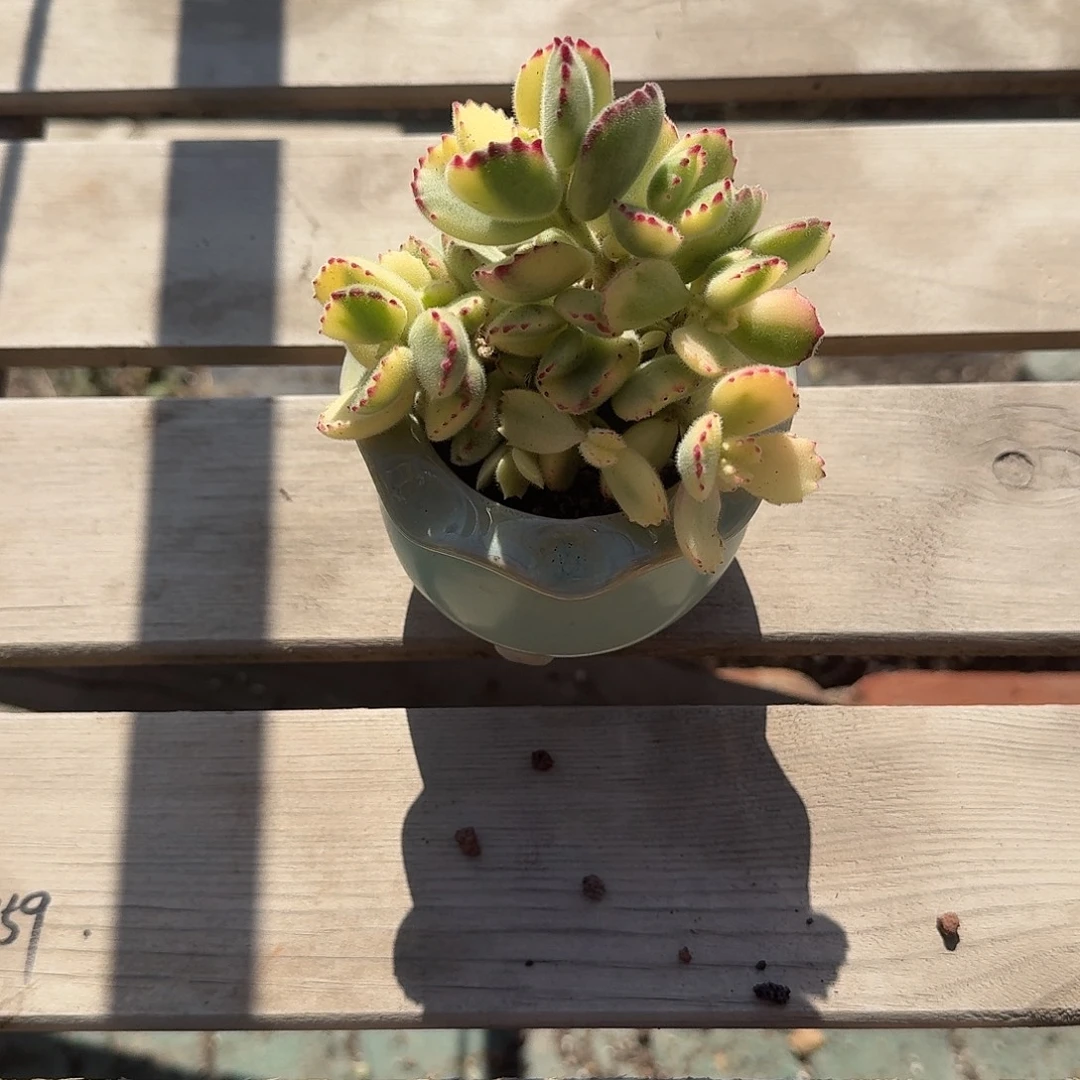 嘟***嘟彩虹熊带盆多肉植物