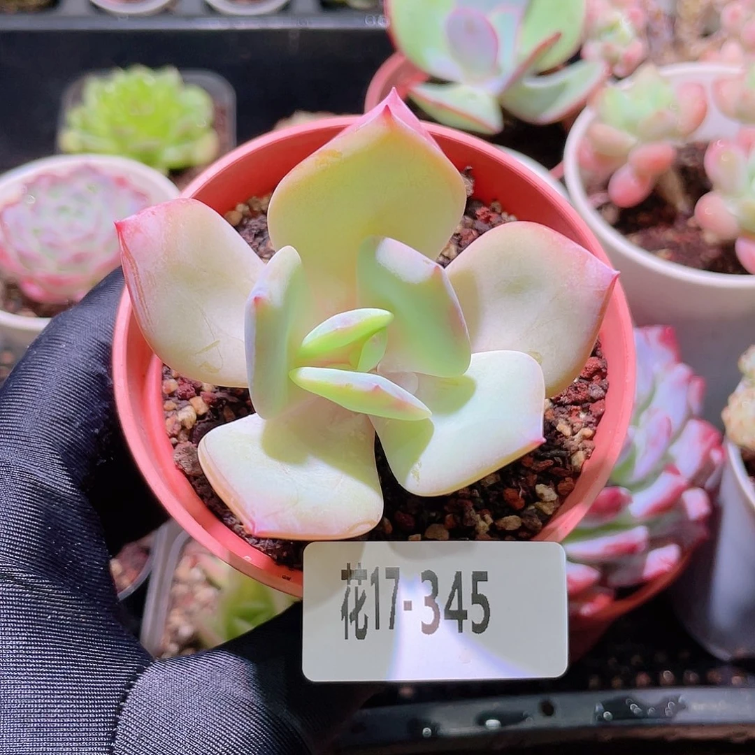 花利美17-345白凤