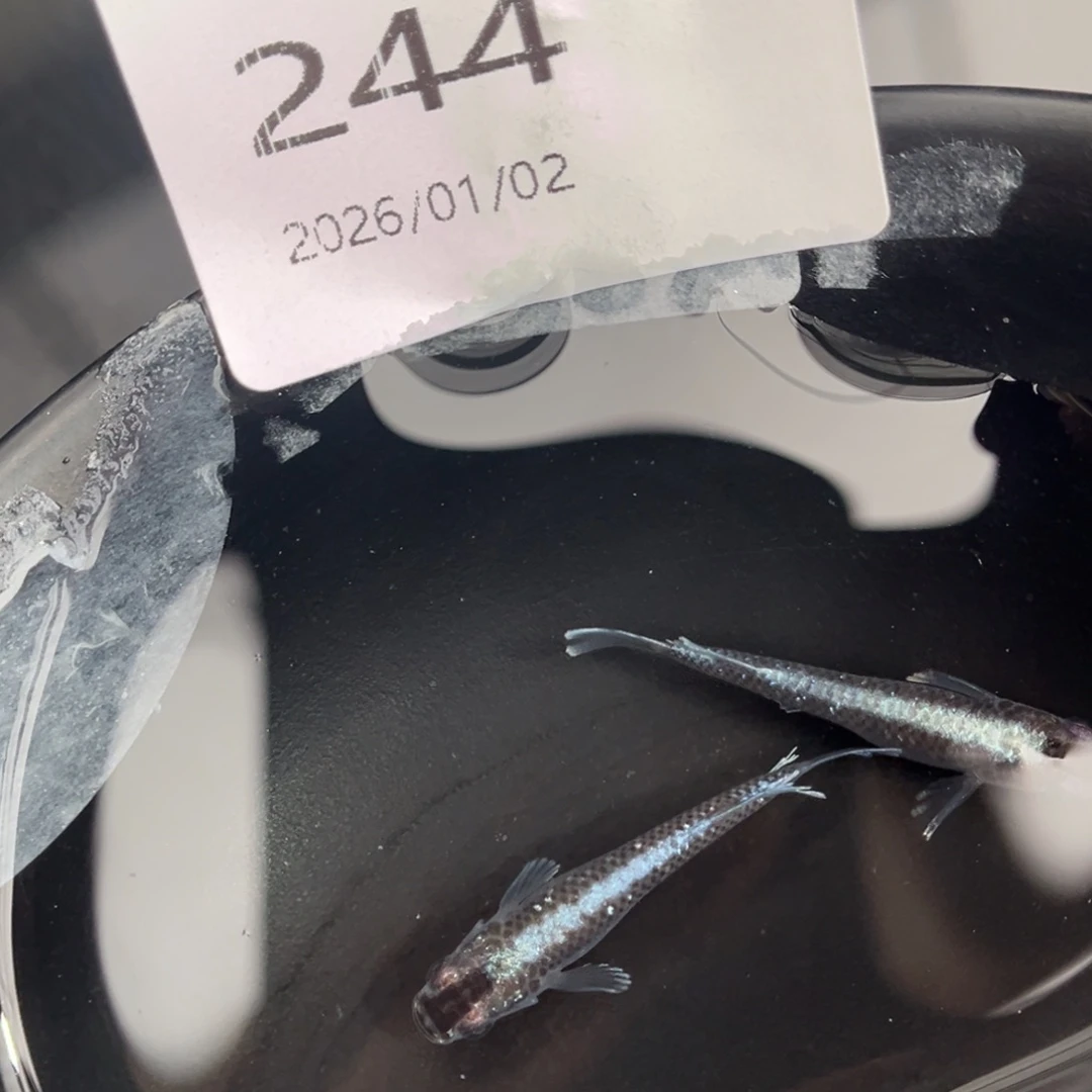 青鳉鱼244新午夜一对