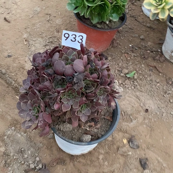 无花朵933荷兰玫瑰南