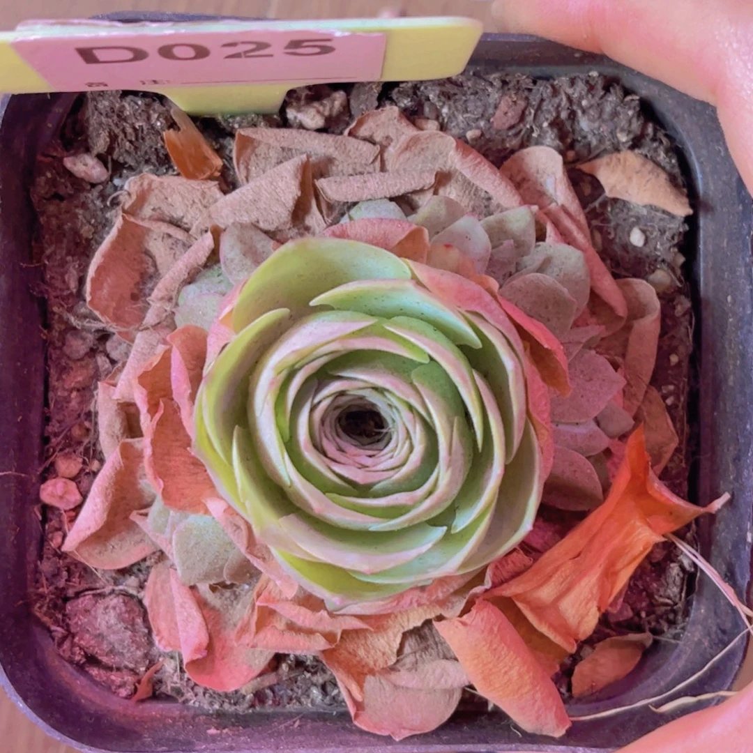 025山地玫瑰绿色