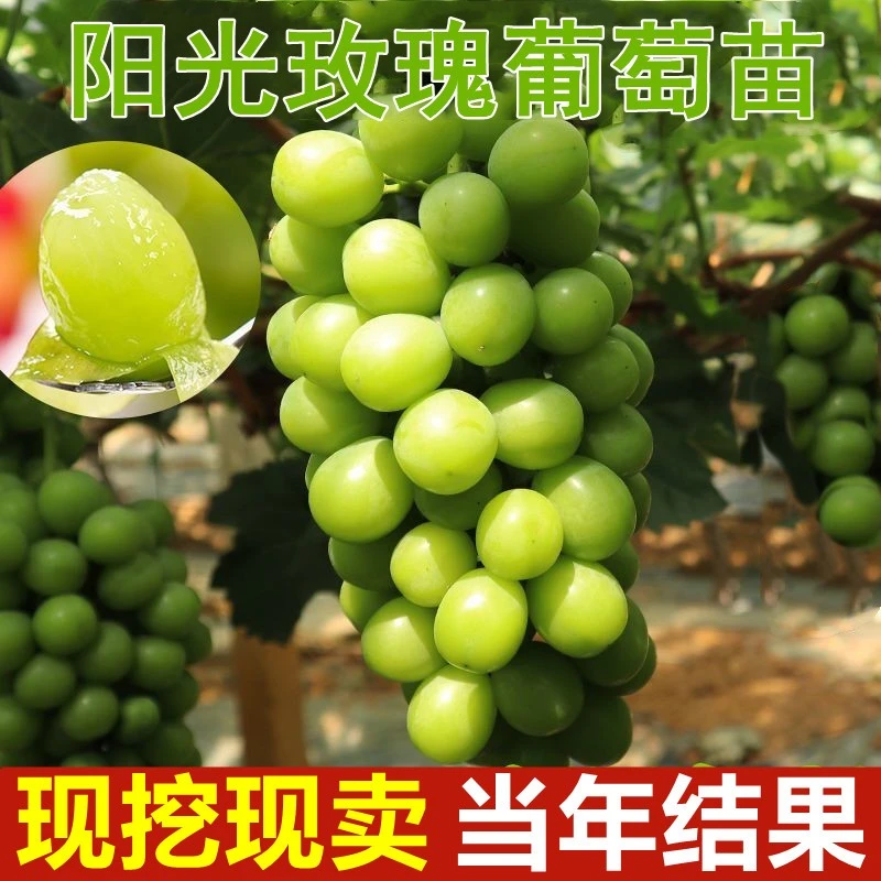 爬藤果树苗 阳光玫瑰葡萄苗 阳光玫瑰葡萄树苗南方北方种植当年结