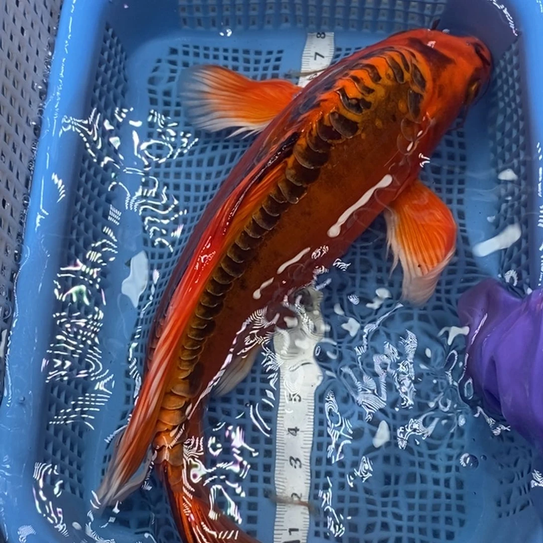 锦鲤冷水锦鲤包邮