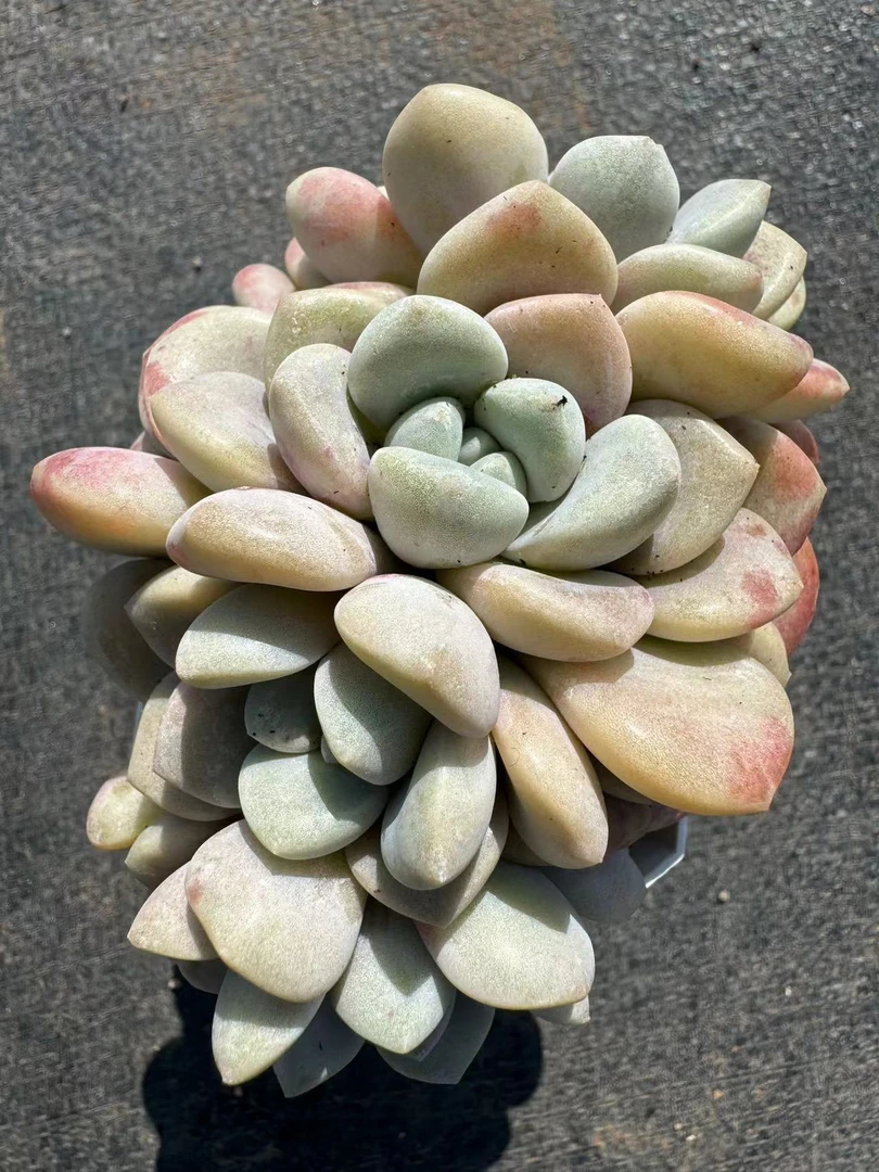 花斑鹿多肉【满19包邮】