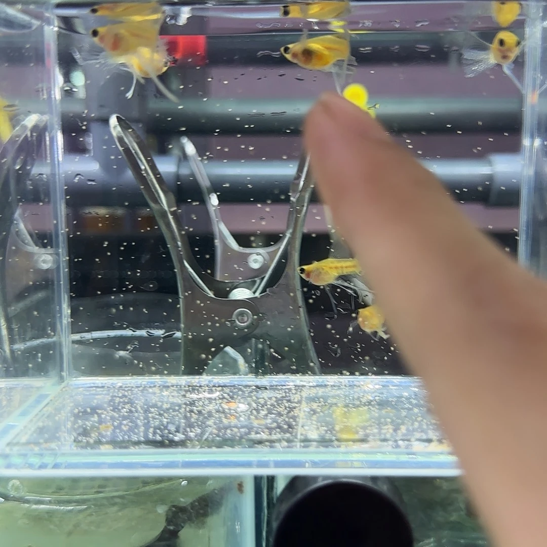 孔雀鱼黄蕾丝大c清港七条