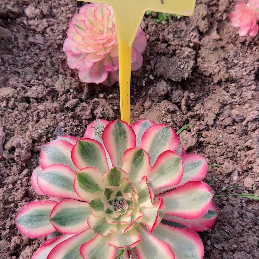 3-1290--- 爱丽丝多肉植物