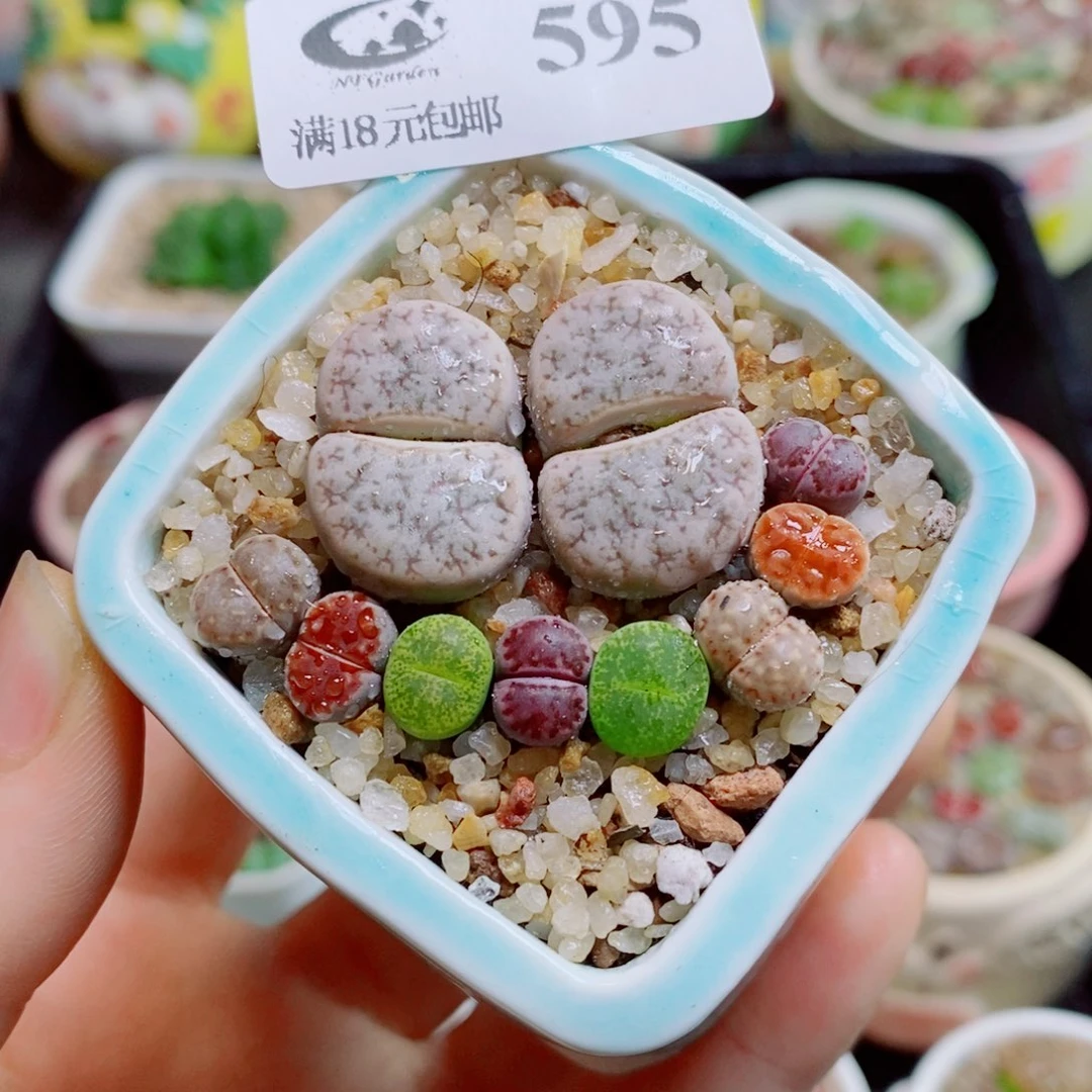 生石花花花花花花花花595