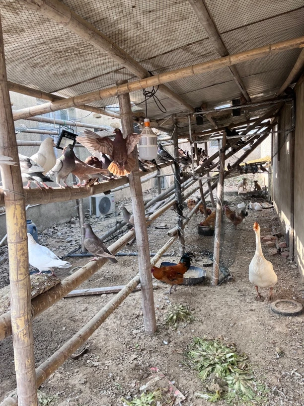 农村自养鸽子 观赏鸽子肉鸽子