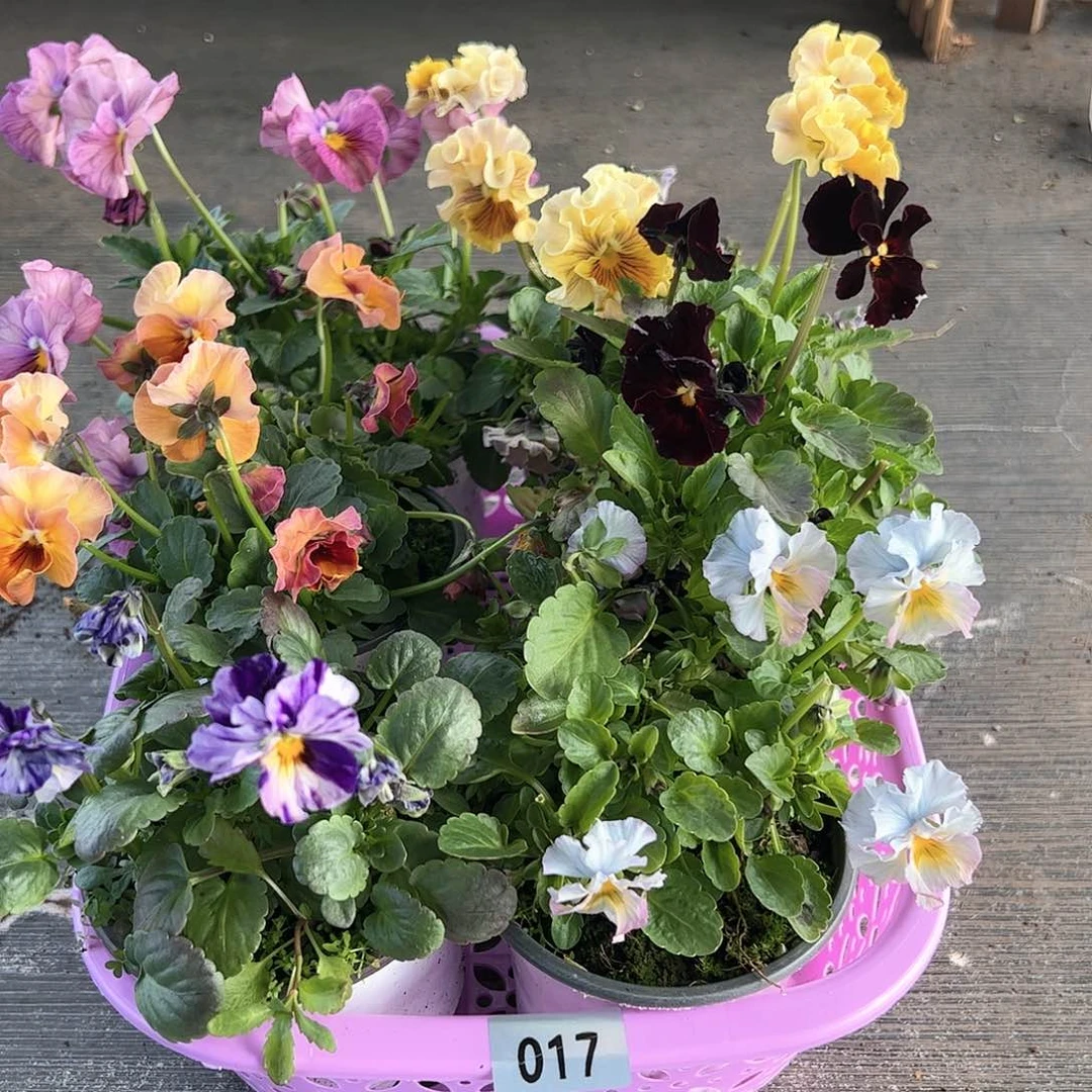 【闪购商品】017号