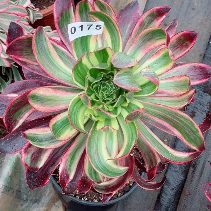 丹*紫嫣多肉特价发货