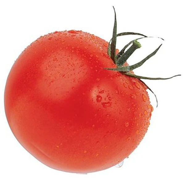 新鲜采摘沙瓤温棚西红柿