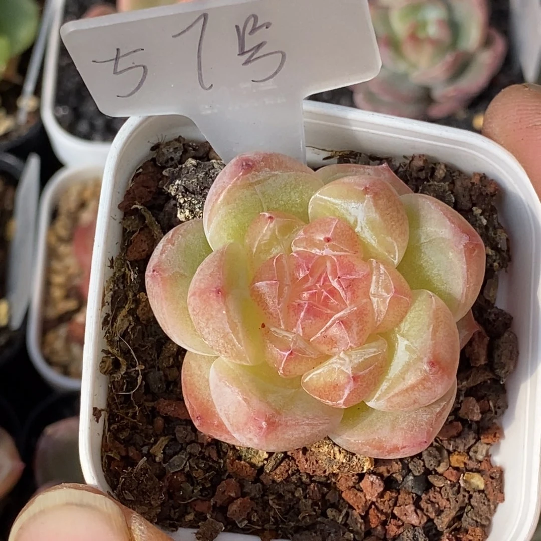 天官赐福百无禁忌