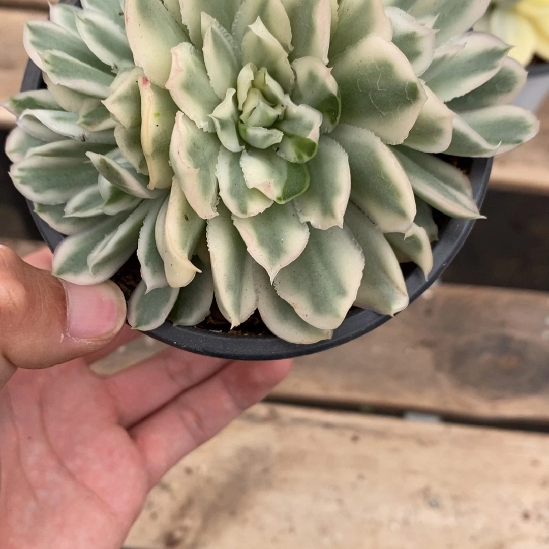 紫蝴蝶多肉植物7812