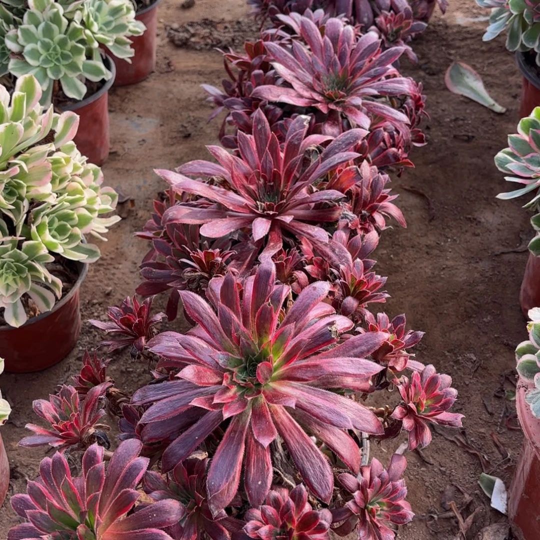 孔雀锦9.9法师多肉木质