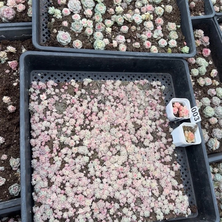 仙***花3号王者系列多肉两框