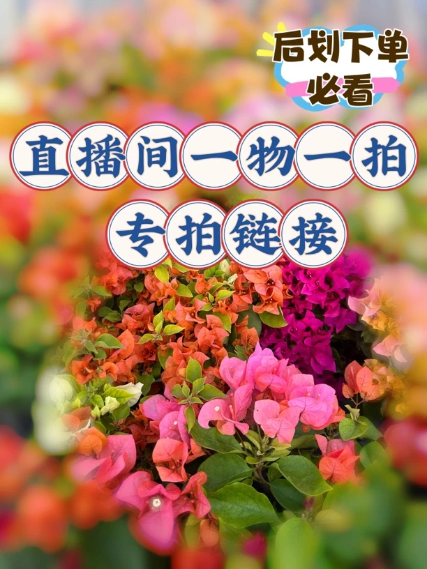 彩色三角梅盆栽带盆带土掉花掉叶断枝打焉破皮正常介意勿拍