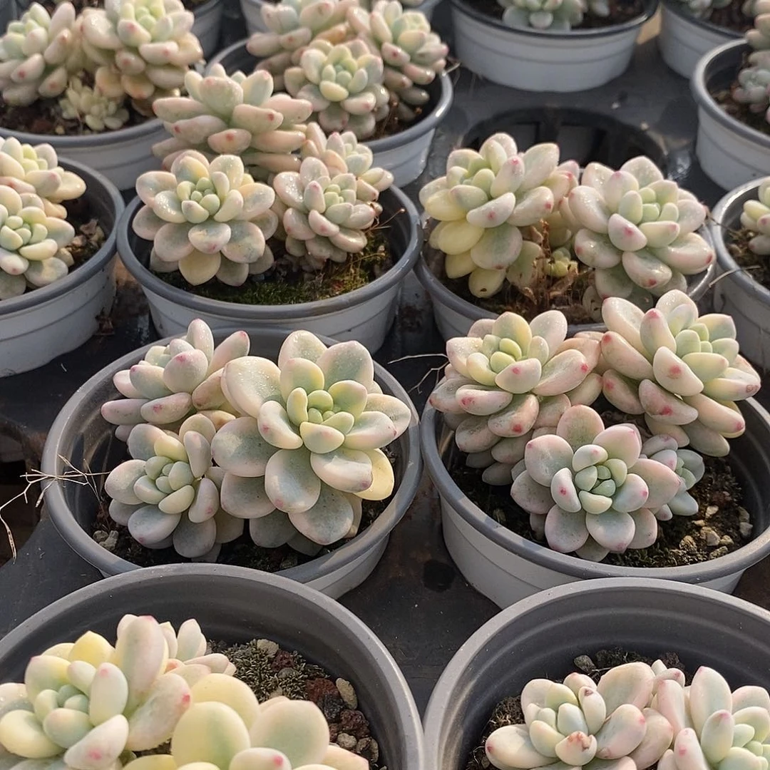 43劳尔锦 福利多多哦