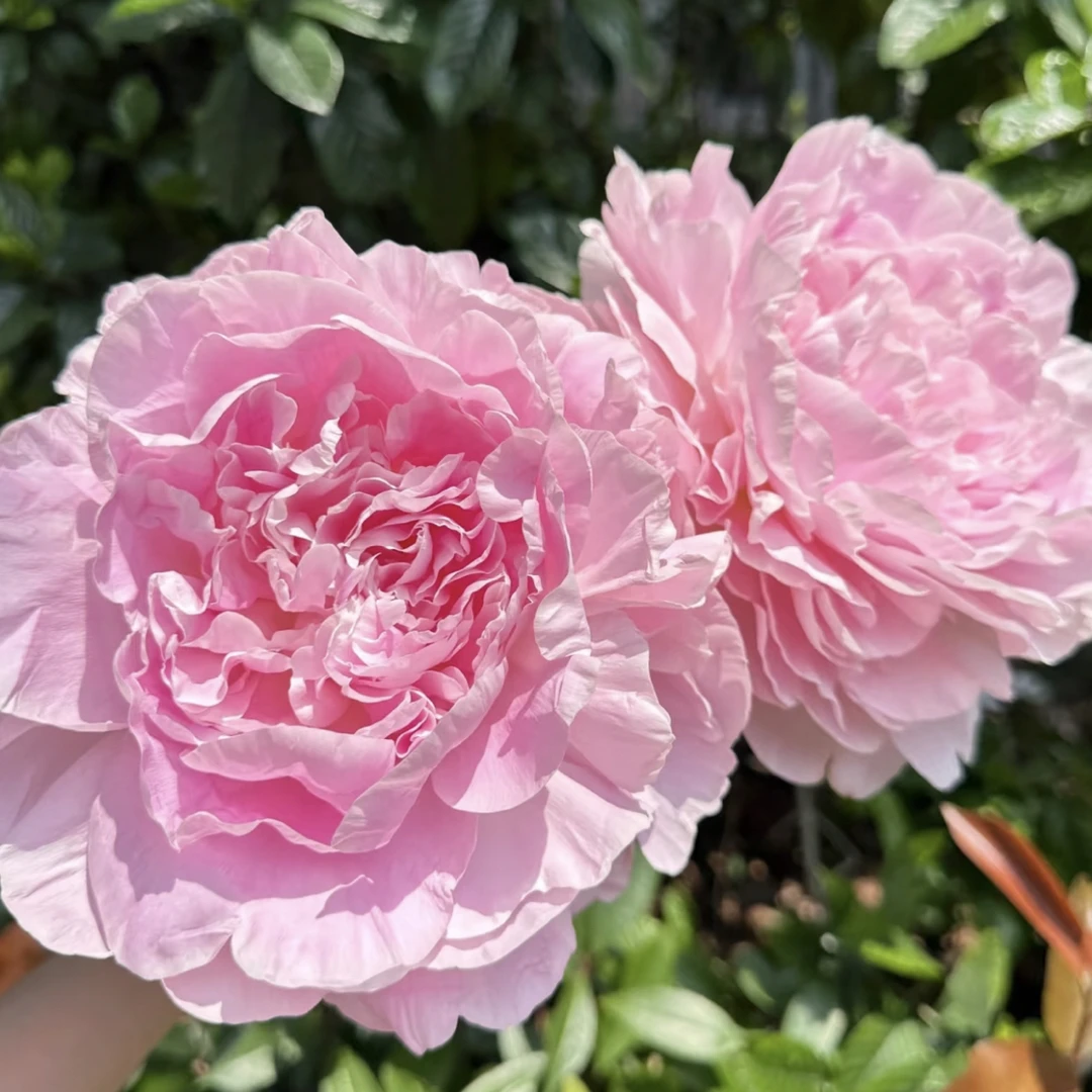 爆品：辉夜姬芍药2-3芽