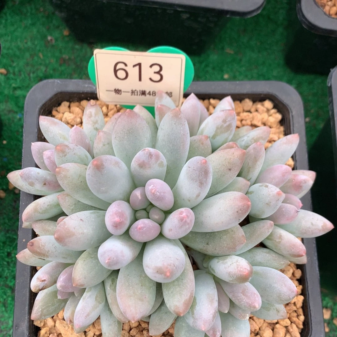 胖体所罗门无砍捧花613