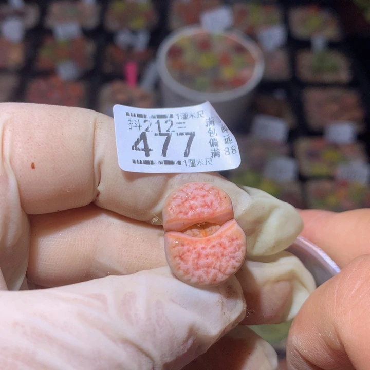 吾**猫精品生生花212.477