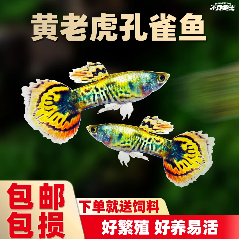 【黄老虎】孔雀鱼花老虎红老虎马赛孔雀鱼胎生凤尾小活鱼热带观赏鱼