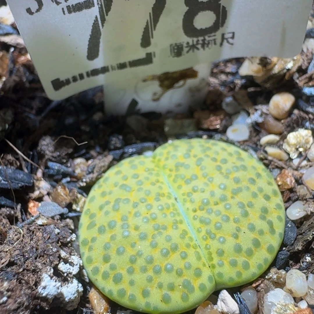 Ssss精品生石花778