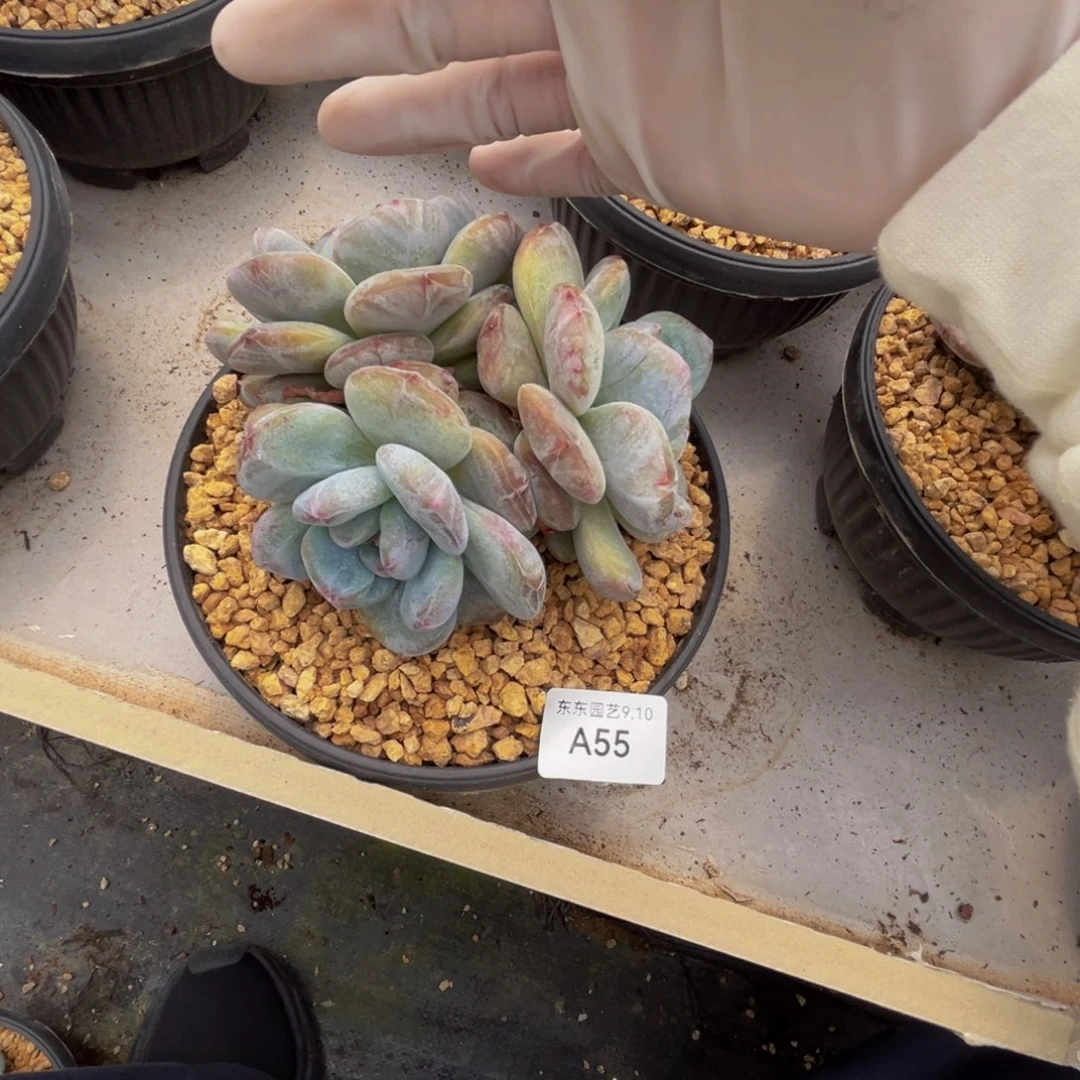 a55梦露石化呀呀呀呀