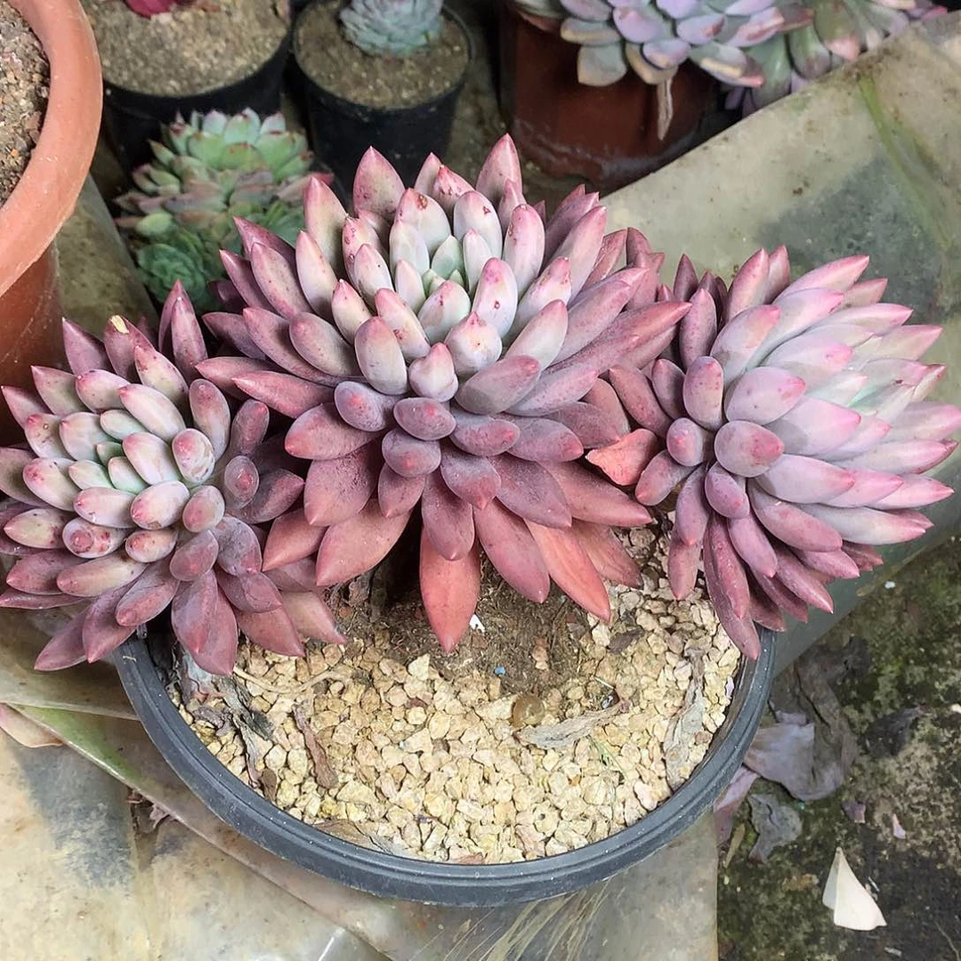 红蜻蜓多肉一物一拍