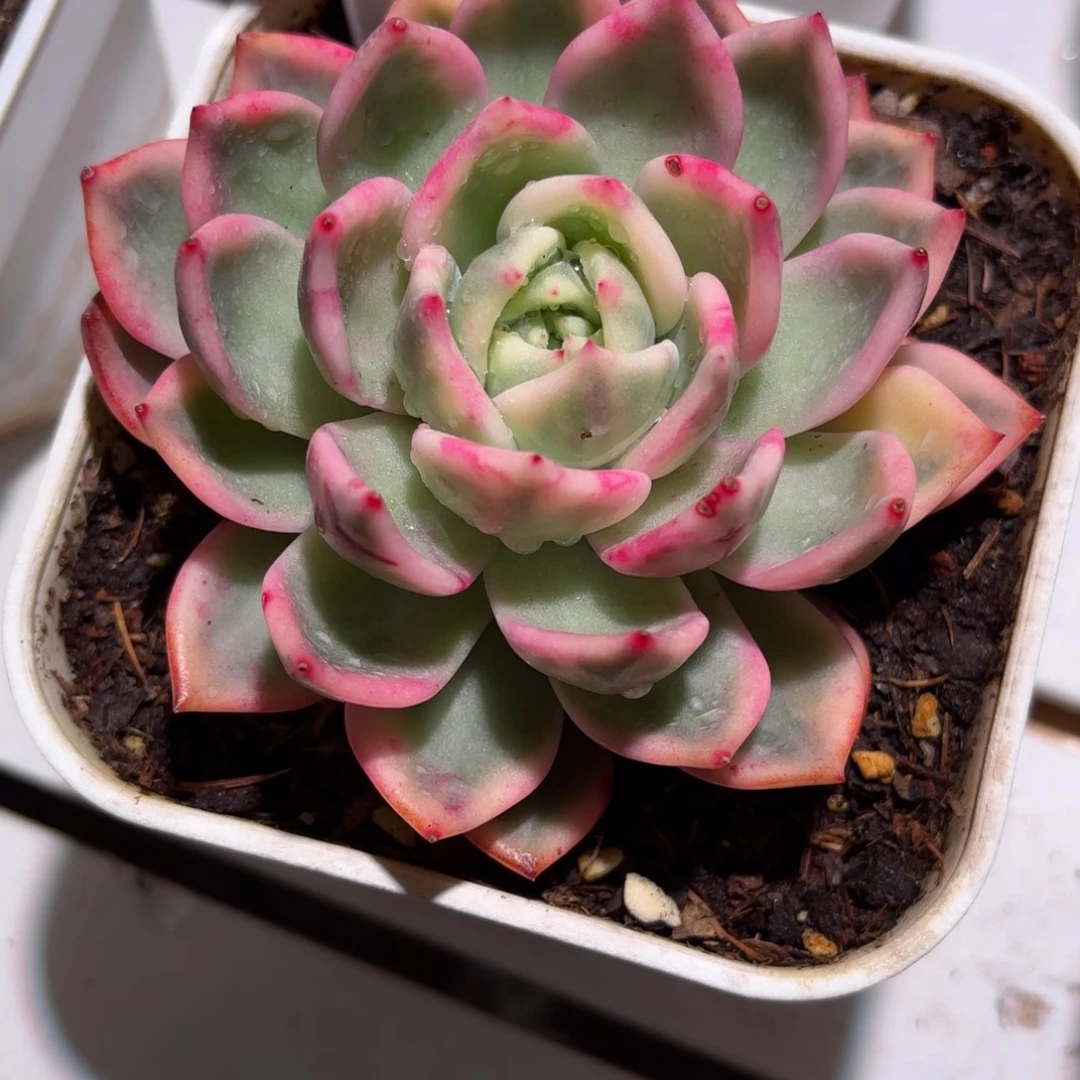 暗夜香槟锦多肉植物