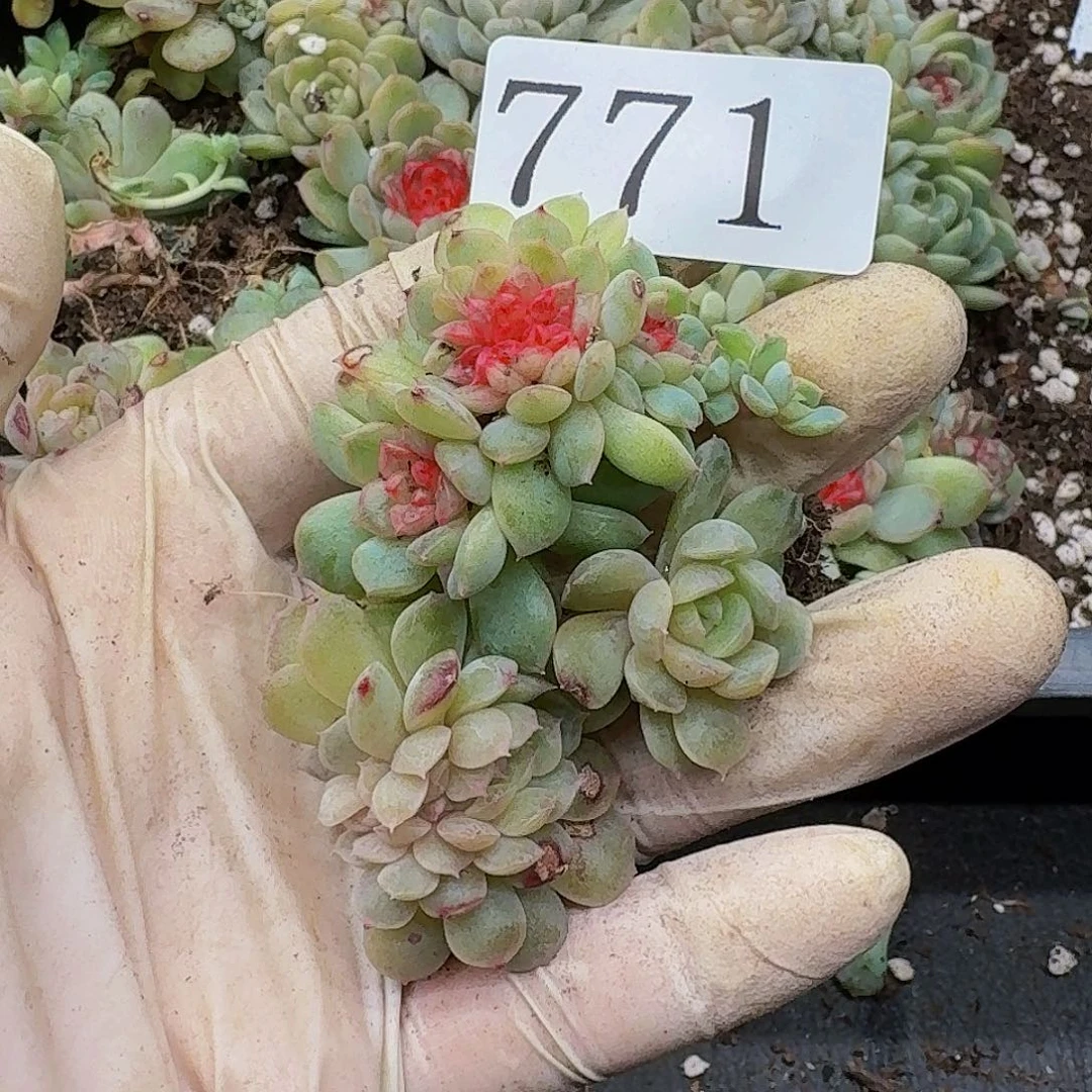 多肉植物多肉植物771