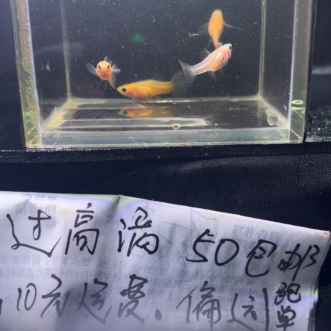 孔雀鱼黄肉玻璃猫孔雀鱼25