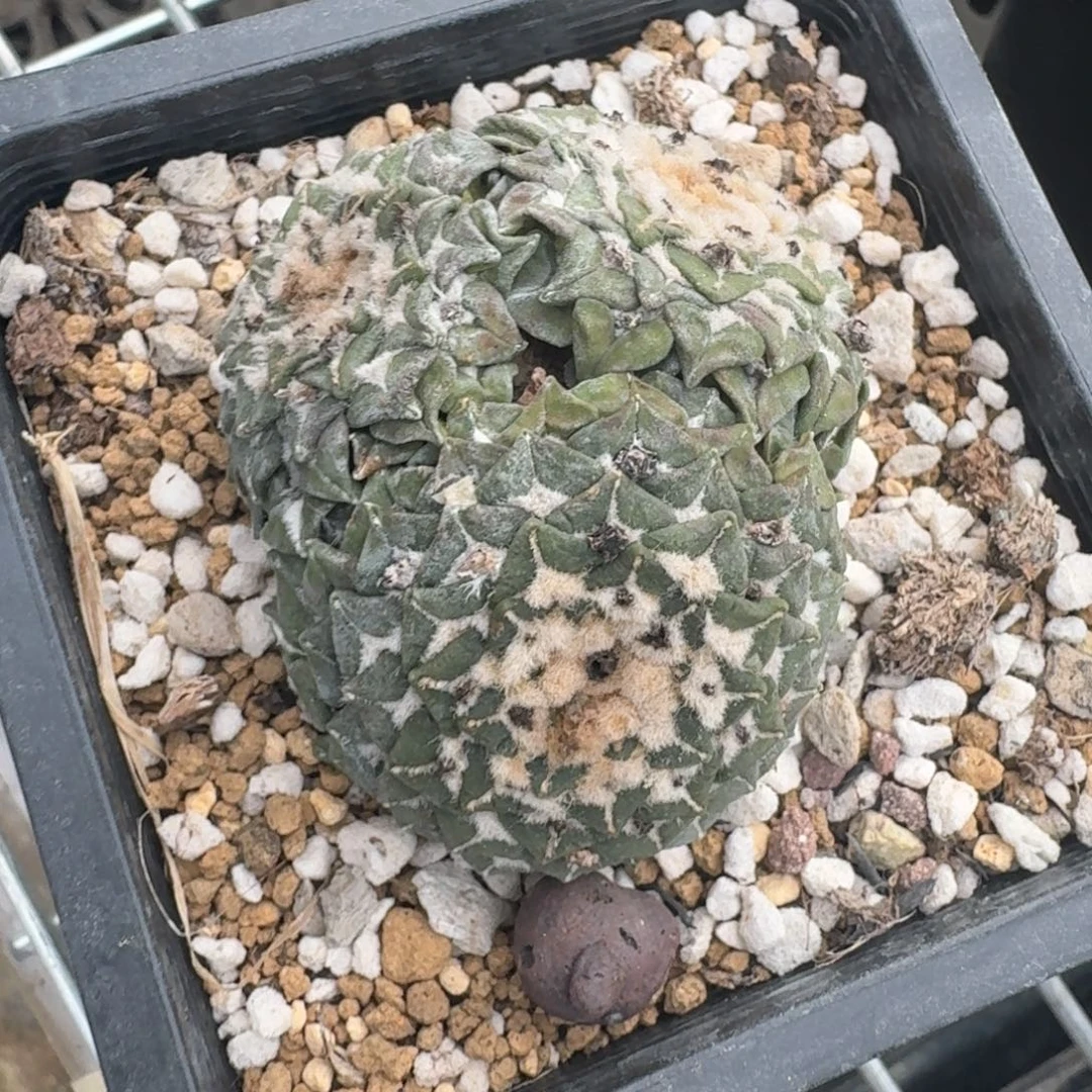 屋***狗仙人球开花一个福利品