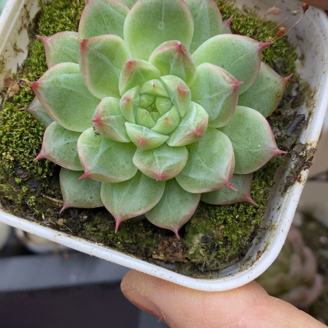 精品多肉一物一拍不包整43