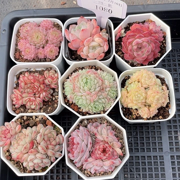 薇薇安园艺多肉1080