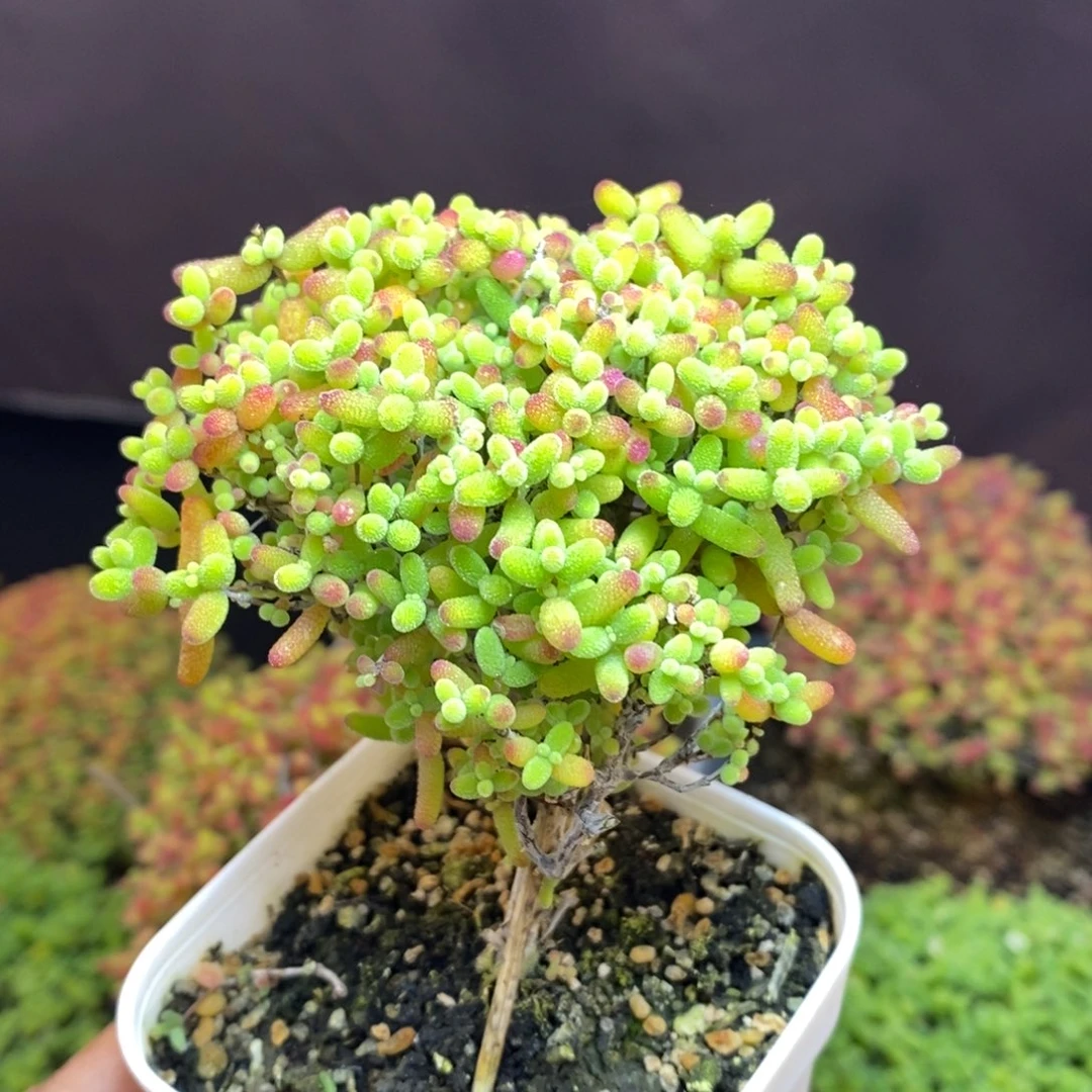 无花朵97号蜜橘糖球（特价）