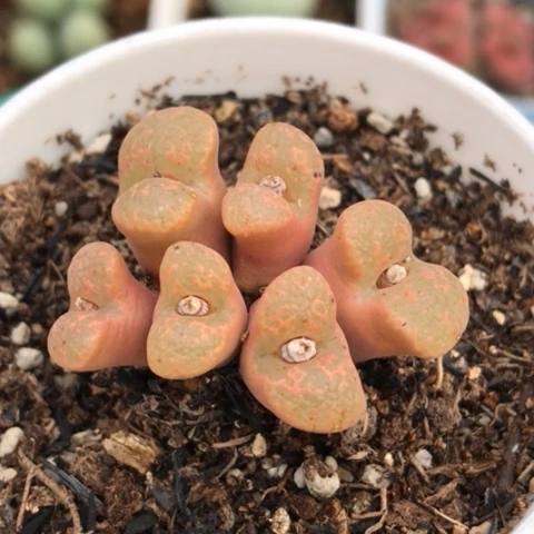 多肉肉锥 大窗勋章