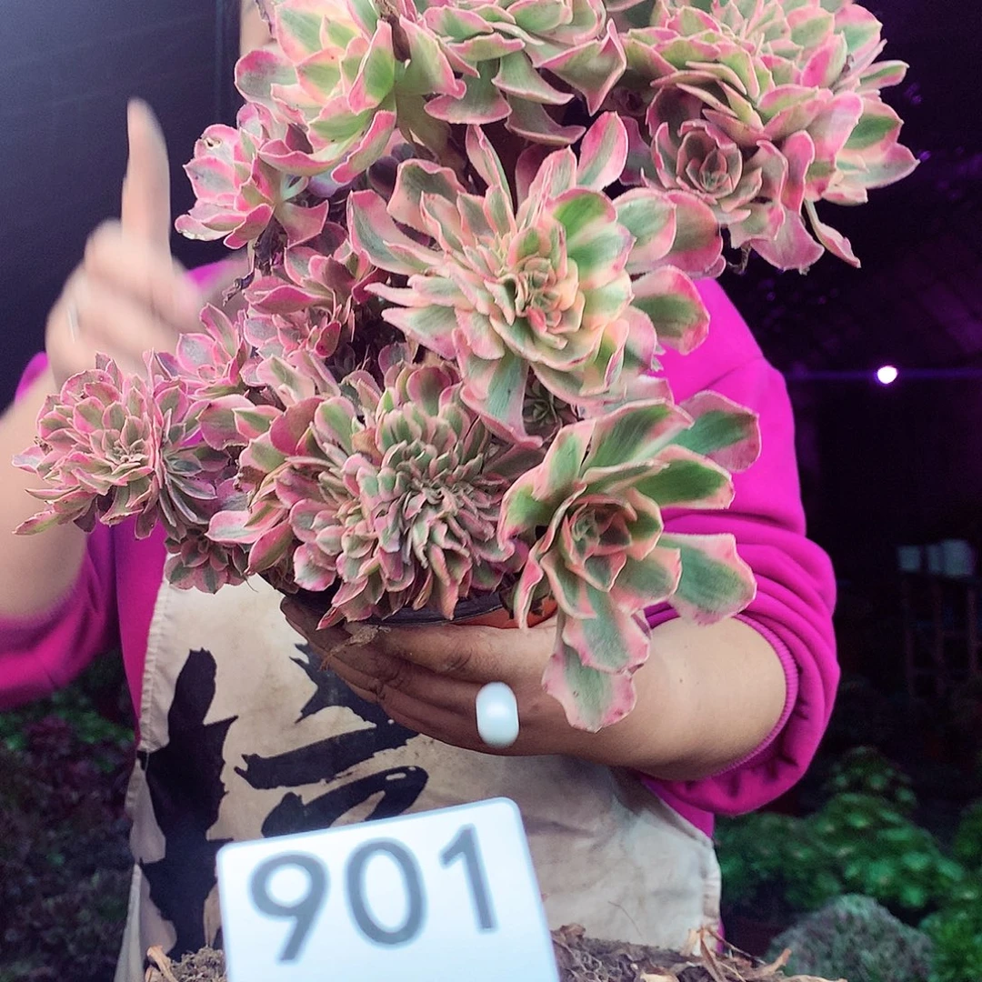 柒柒精品多肉脱土发货不包断侧枝处理901