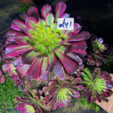 舞天姬多肉植物一物一拍41多肉