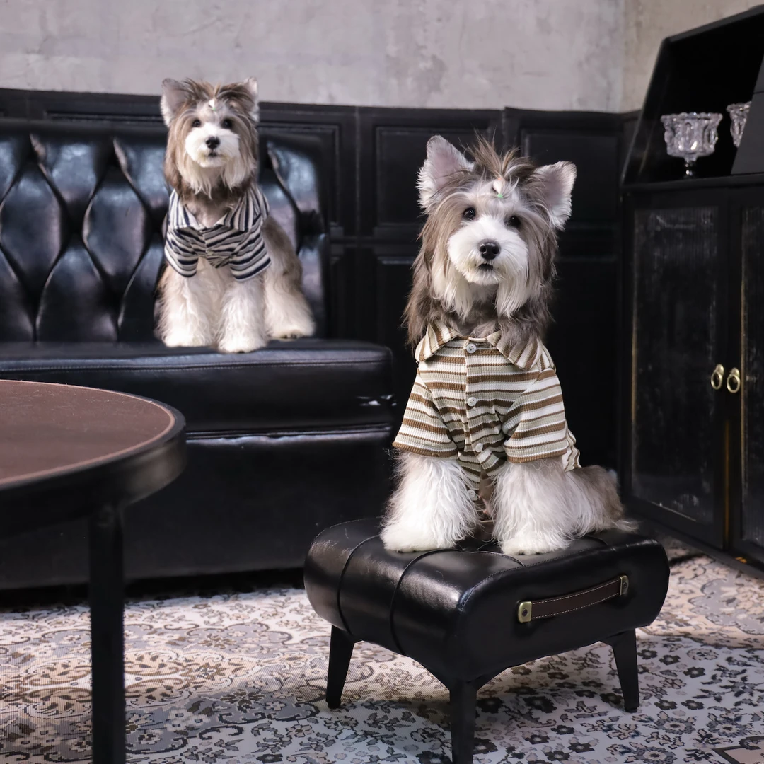 Fur春款条纹针织打底贝壳扣衬衣短袖中小型犬狗衣服居家猫咪衬衫