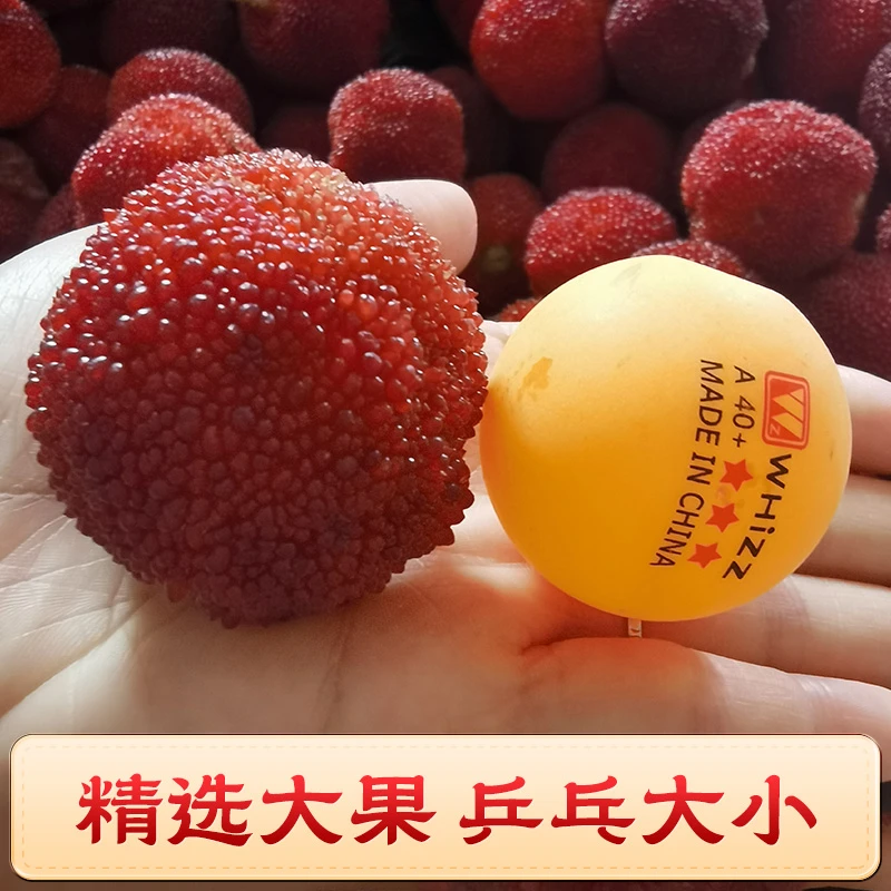 【顺丰次日达】东魁杨梅老树东魁大杨梅鲜甜多汁新鲜杨梅浙江省