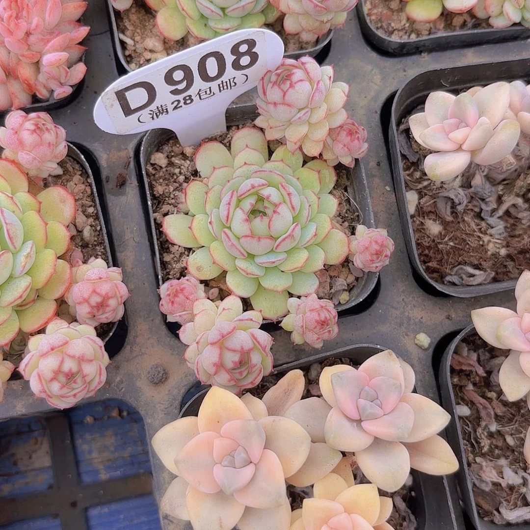 D908小红包一物一拍