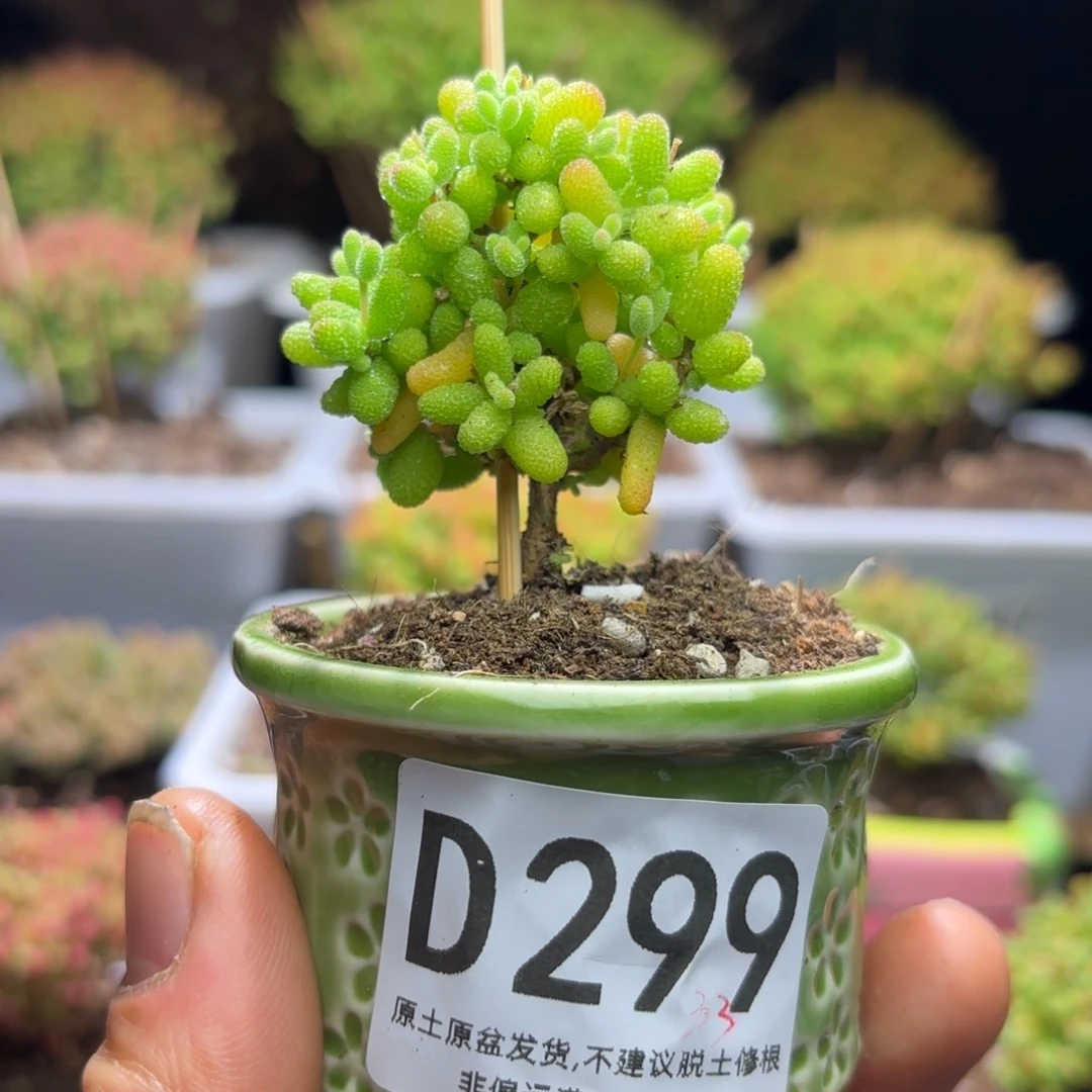 剁*枝干番杏金桔带盆D299补差价