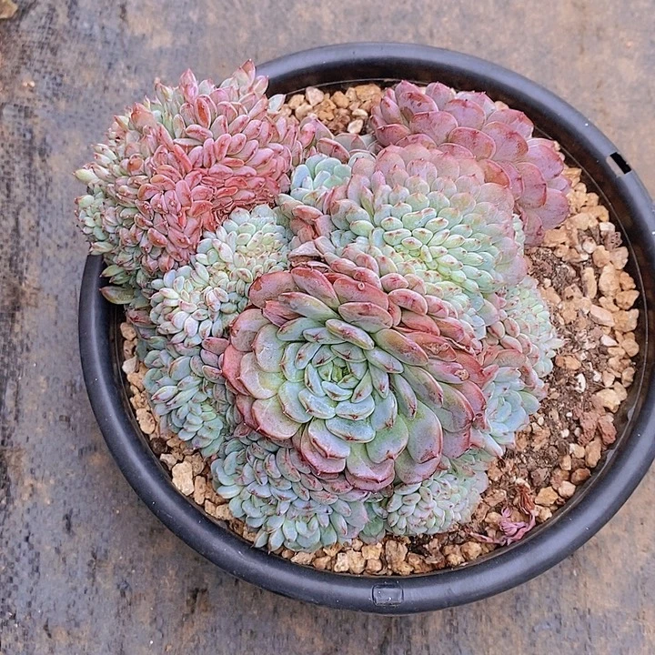 喜***滥白胖子多肉植物群缀化