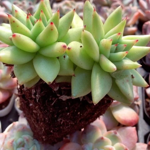 原始玛丽亚双头。