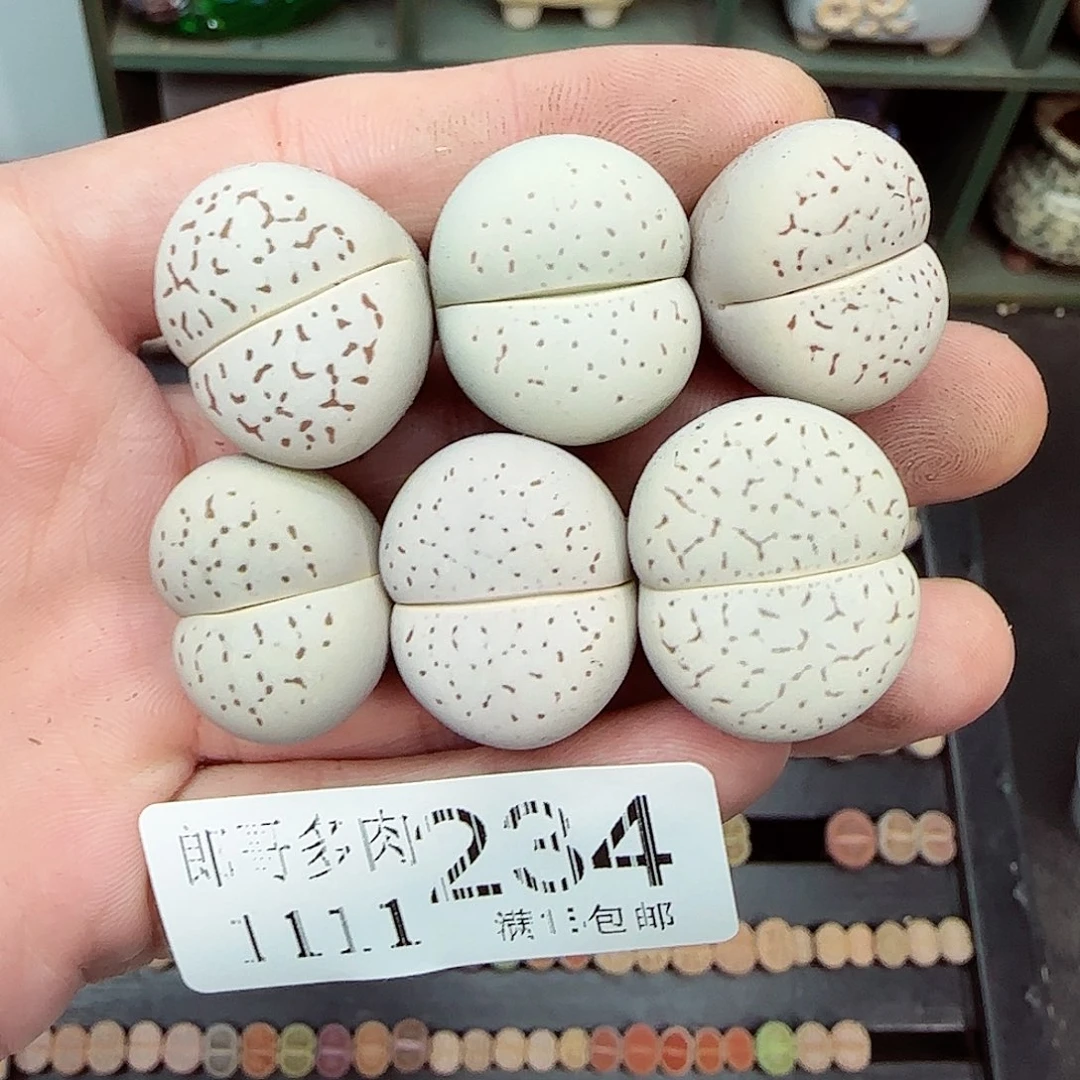 满满18包邮1111-234