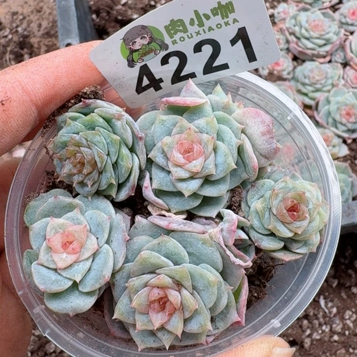 多肉植物多肉植物