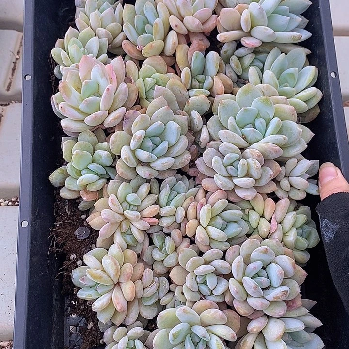 193 多肉植物盆栽花卉